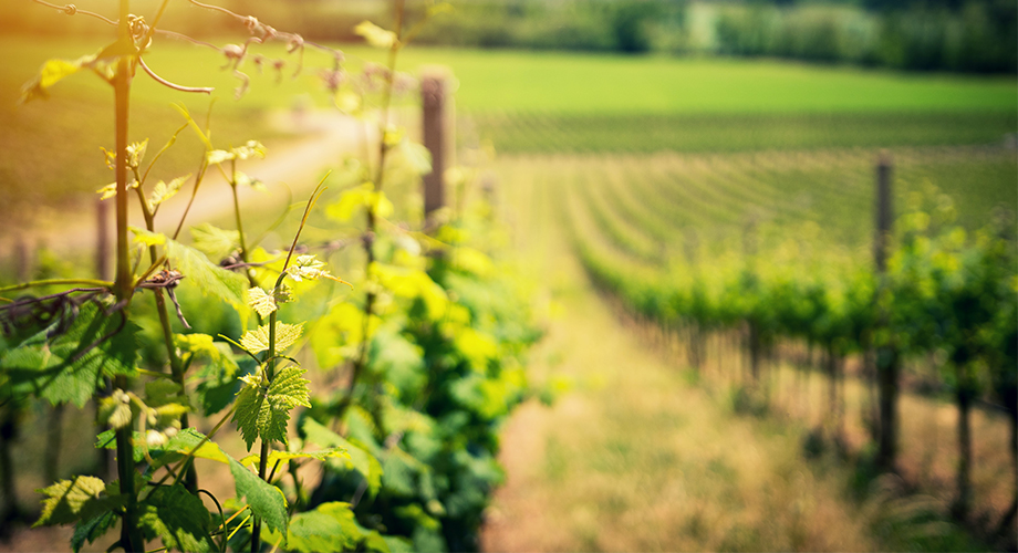 Panorama da vitivinicultura mundial de 2021!